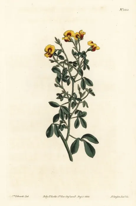 Framed Print : Hairy goodia, Goodia lotifolia var. pubescens Framed Print : Hairy goodia, Goodia lotifolia var. pubescens