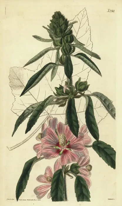 Framed Print : Hairy lavatera, Lavatera hispida Framed Print : Hairy lavatera, Lavatera hispida