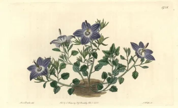 Framed Print : Hairy-leaved brittle bellflower, Campanula fragilis Framed Print : Hairy-leaved brittle bellflower, Campanula fragilis