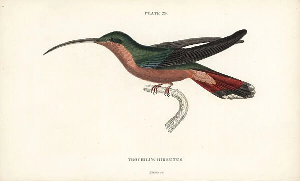 Hairy-legged hummingbird, Glaucis hirsutus