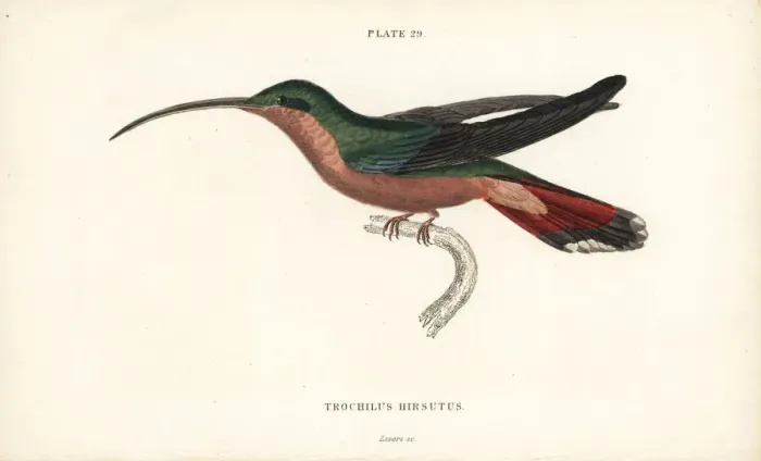 Framed Print : Hairy-legged hummingbird, Glaucis hirsutus Framed Print : Hairy-legged hummingbird, Glaucis hirsutus