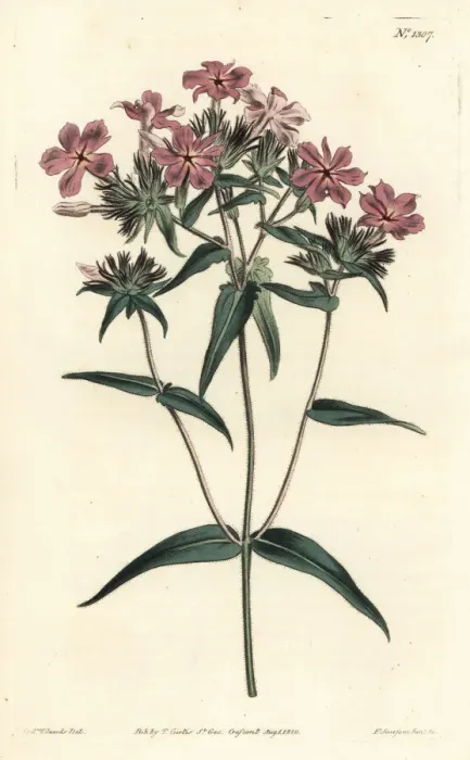 Framed Print : Hairy phlox or lychnidea, Phlox pilosa