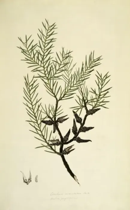 Framed Print : Hakea teretifolia, dagger hakea Framed Print : Hakea teretifolia, dagger hakea