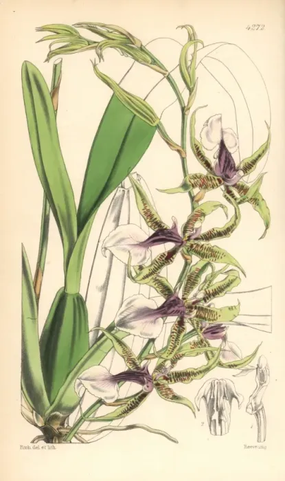 Framed Print : Halberd-lipped odontoglossum orchid, Odontoglossum Framed Print : Halberd-lipped odontoglossum orchid, Odontoglossum