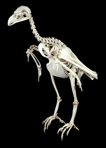 Haliaeetus albicilla, white-tailed sea eagle skeleton