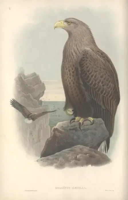 Framed Print : Haliaeetus albicilla, white-tailed sea eagle