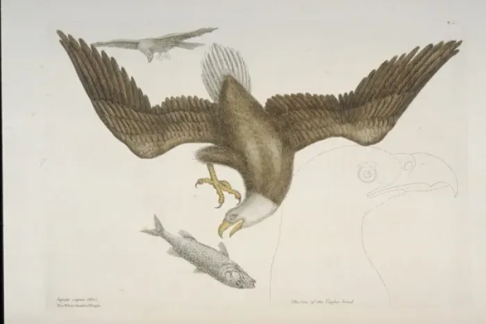 Framed Print : Haliaeetus leucocephalus, bald eagle Framed Print : Haliaeetus leucocephalus, bald eagle