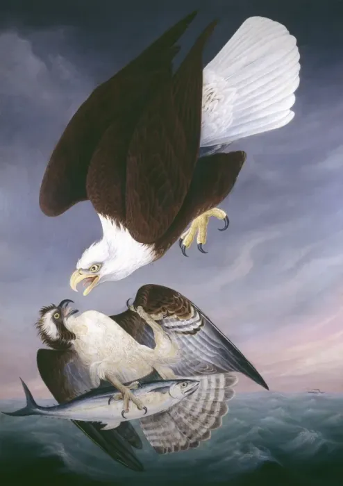 Framed Print : Haliaeetus leucocephalus, bald eagle, Pandion haliaetus, osp Framed Print : Haliaeetus leucocephalus, bald eagle, Pandion haliaetus, osp