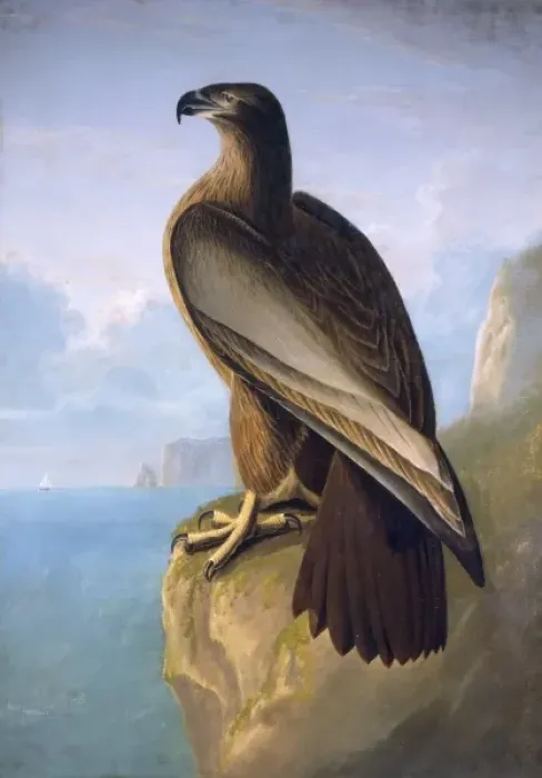Framed Print : Haliaeetus leucocephalus, bald eagle Framed Print : Haliaeetus leucocephalus, bald eagle