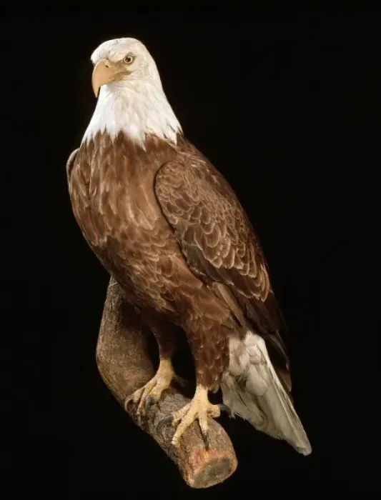 Framed Print : Haliaeetus leucocephalus, bald eagle Framed Print : Haliaeetus leucocephalus, bald eagle