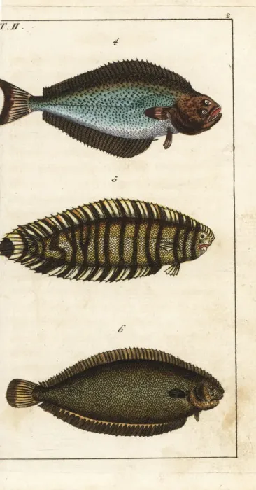 Framed Print : Halibut, lined sole, and Dover sole Framed Print : Halibut, lined sole, and Dover sole