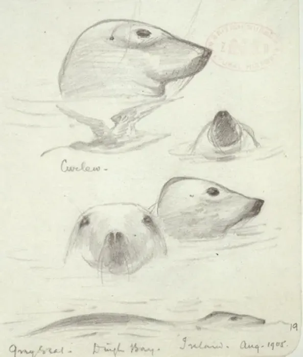 Framed Print : Halichoerus grypus, grey seal