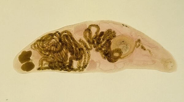 Halipegus hessleri, parasitic worm