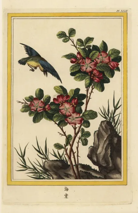 Framed Print : Hall crabapple, Malus halliana Framed Print : Hall crabapple, Malus halliana