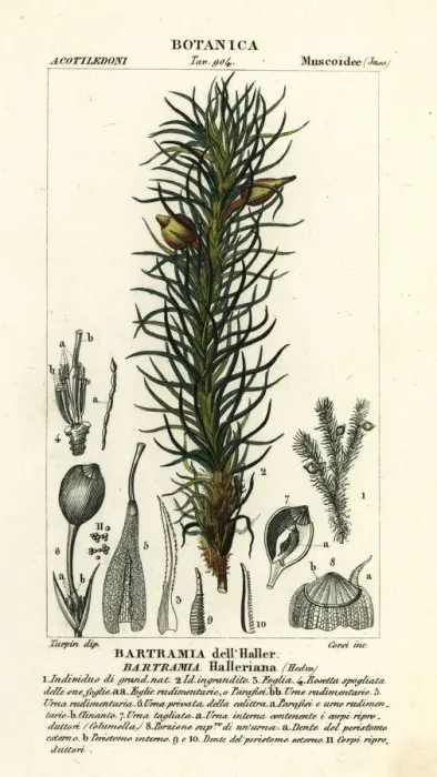 Framed Print : Hallers apple moss, Bartramia halleriana Framed Print : Hallers apple moss, Bartramia halleriana
