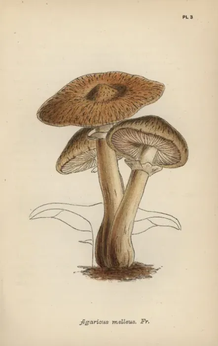 Framed Print : Hallimasch mushroom, Agaricus melleus Framed Print : Hallimasch mushroom, Agaricus melleus
