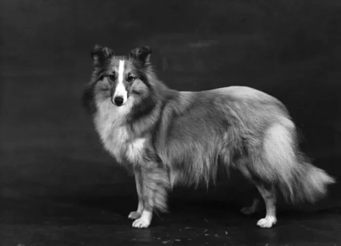 Framed Print : HALLINWOOD GOLDEN FETTER, Shetland Sheepdog Framed Print : HALLINWOOD GOLDEN FETTER, Shetland Sheepdog