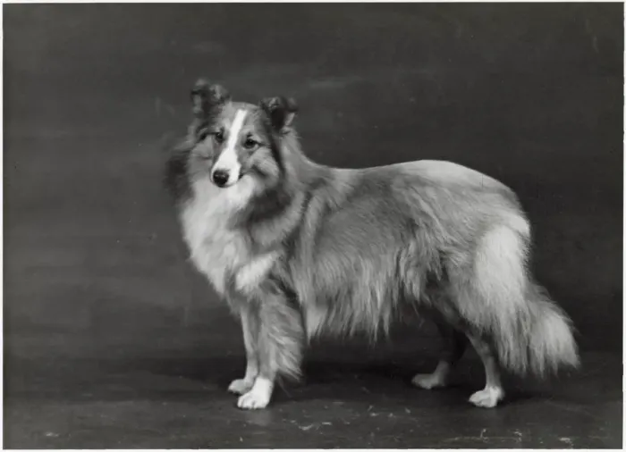 Framed Print : HALLINWOOD GOLDEN FETTER, Shetland Sheepdog Framed Print : HALLINWOOD GOLDEN FETTER, Shetland Sheepdog