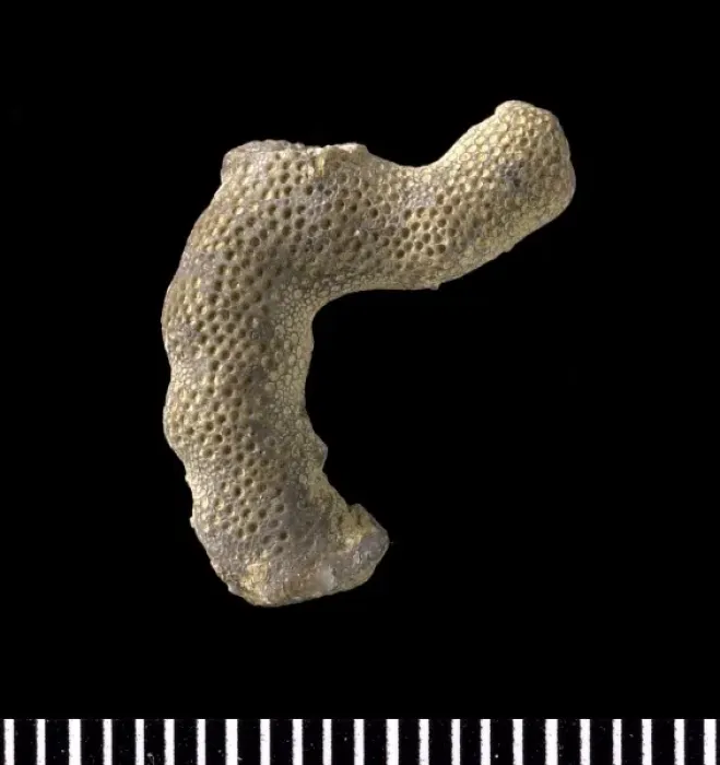 Framed Print : Hallopora, bryozoan Framed Print : Hallopora, bryozoan