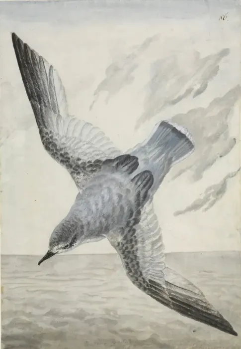 Framed Print : Halobaena caerulea, blue petrel Framed Print : Halobaena caerulea, blue petrel