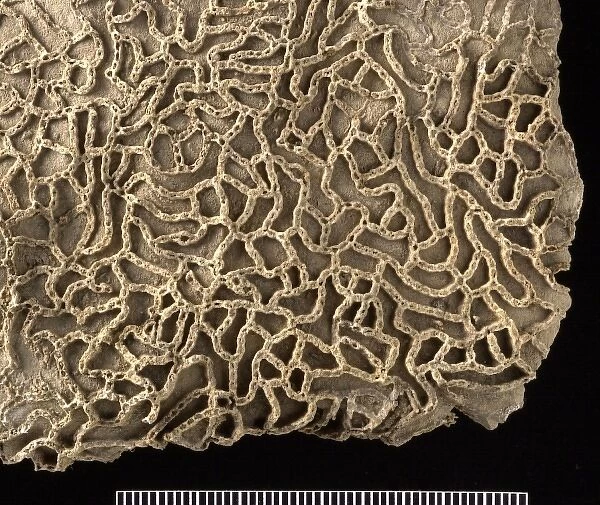 Halysites, chain coral