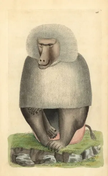 Framed Print : Hamadryas baboon, Papio hamadryas Framed Print : Hamadryas baboon, Papio hamadryas