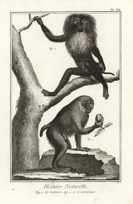 Framed Print : Hamadryas baboon and wanderoo Framed Print : Hamadryas baboon and wanderoo