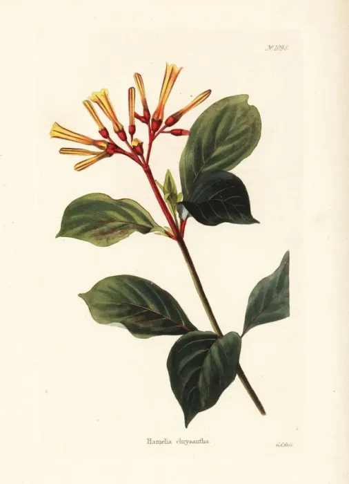 Framed Print : Hamelia chrysantha Framed Print : Hamelia chrysantha