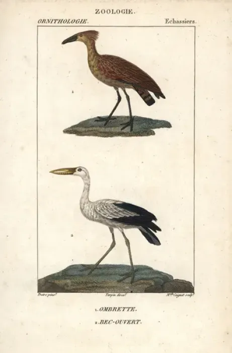 Framed Print : Hamerkop or hammerhead stork, Scopus umbretta Framed Print : Hamerkop or hammerhead stork, Scopus umbretta