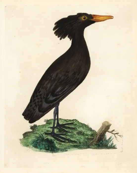 Framed Print : Hamerkop or umbre, Scopus umbretta Framed Print : Hamerkop or umbre, Scopus umbretta