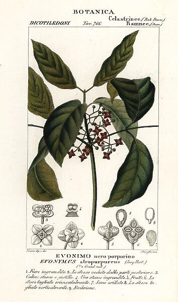 Hamiltons spindletree, Euonymus hamiltonianus