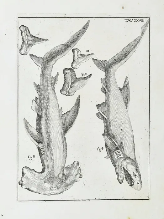Framed Print : Hammerhead shark and white shark Framed Print : Hammerhead shark and white shark