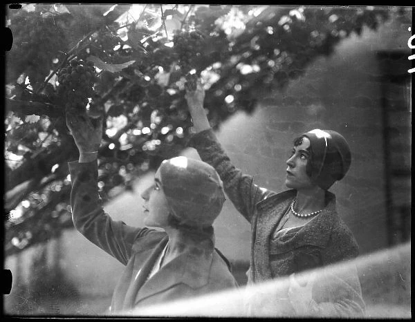 Hampton Court Vines. Two fashion models in trendy hats, picking grapes
