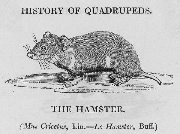 Hamster (Bewick). mus cricetus This is not the golden hamster of Syria