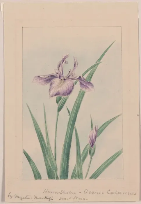 Framed Print : Hana-strobel? acornus calamus, sweet flag Framed Print : Hana-strobel? acornus calamus, sweet flag