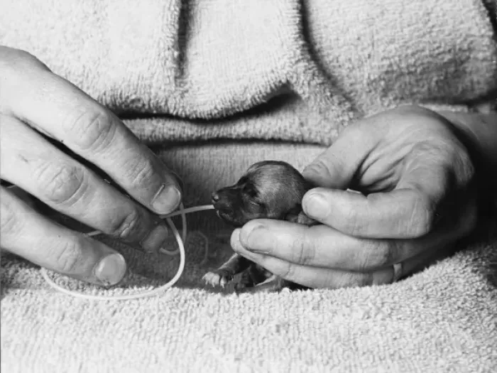 Framed Print : Hand-Feeding a Puppy Framed Print : Hand-Feeding a Puppy