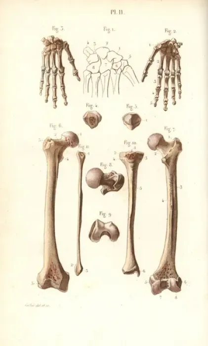 Framed Print : Hand, hip and leg bones: femur and tibia Framed Print : Hand, hip and leg bones: femur and tibia