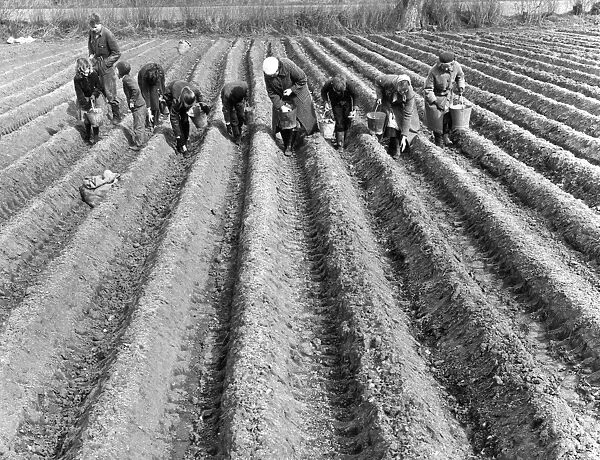 Hand-Planting Potatoes