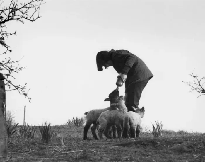 Framed Print : Hand-Reared Lambs Framed Print : Hand-Reared Lambs