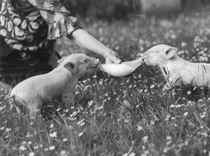 Framed Print : Hand-Rearing Piglets Framed Print : Hand-Rearing Piglets