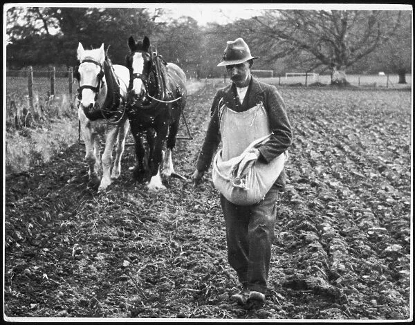Hand Sowing in Ireland