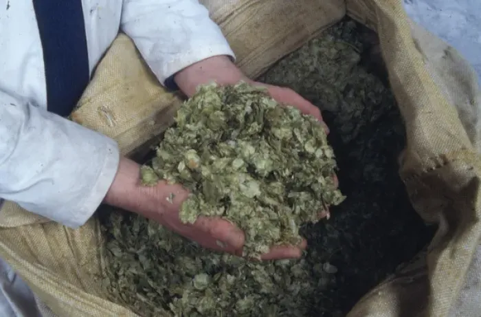 Framed Print : Handful of brewers hops, Cornwall Framed Print : Handful of brewers hops, Cornwall