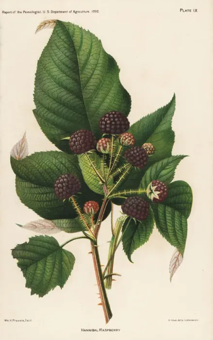 Framed Print : Hannibal raspberry, Rubus idaeus Framed Print : Hannibal raspberry, Rubus idaeus