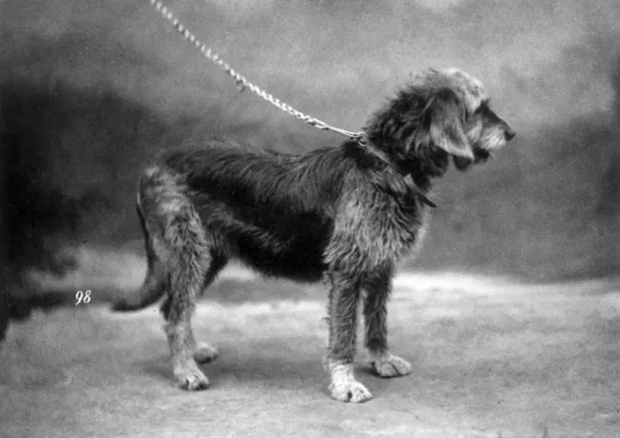 Framed Print : Hannover / Otterhound Framed Print : Hannover / Otterhound