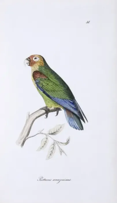 Framed Print : Hapalopsittaca amazonina, rusty-faced parrot Framed Print : Hapalopsittaca amazonina, rusty-faced parrot