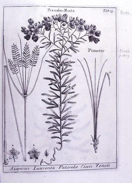 Haplophyllum patavinum, ruta patavina