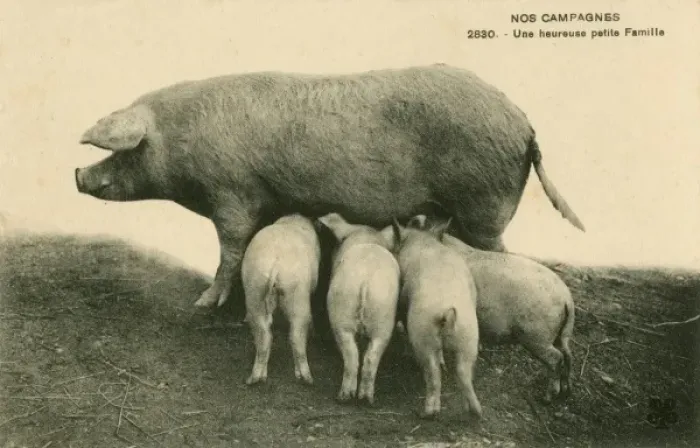 Framed Print : Happy Family of Pigs in France Framed Print : Happy Family of Pigs in France
