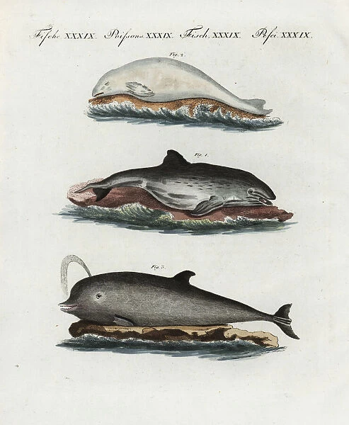 Harbour porpoise, beluga and northern bottlenose whale
