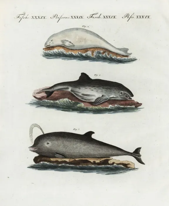 Framed Print : Harbour porpoise, beluga and northern bottlenose whale Framed Print : Harbour porpoise, beluga and northern bottlenose whale