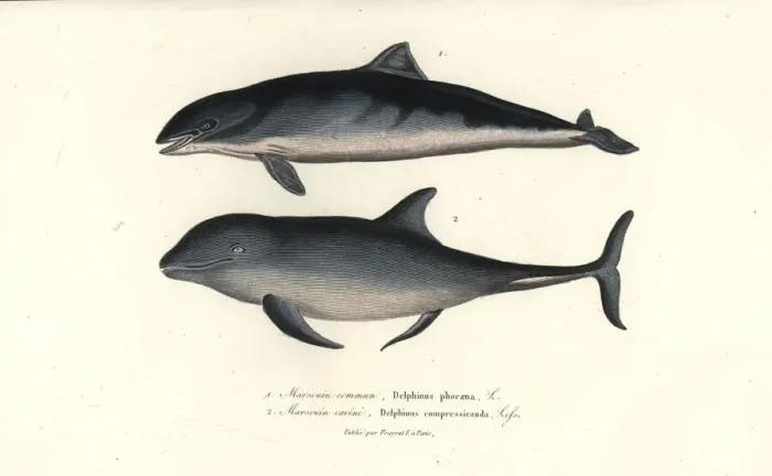 Framed Print : Harbour porpoise and common bottlenose dolphin Framed Print : Harbour porpoise and common bottlenose dolphin